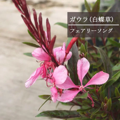 楽天市場】ガウラフェアリーソング （ピンク）3.5号ポット開花株白蝶草