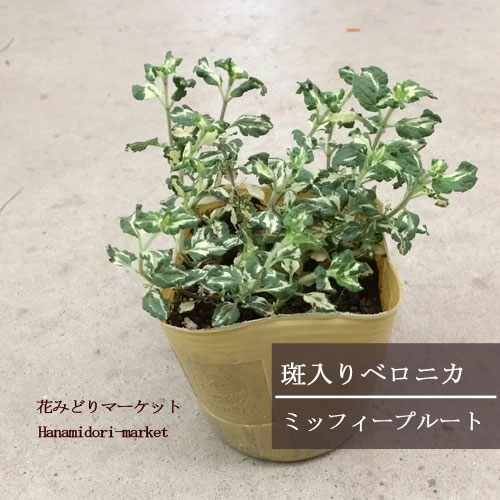 楽天市場 ベロニカ 斑入り ミッフィーブルート 2 5 3 5号ポット苗グランドカバー 宿根草 イングリッシュガーデン カラーリーフ 花みどりマーケット 楽天市場店