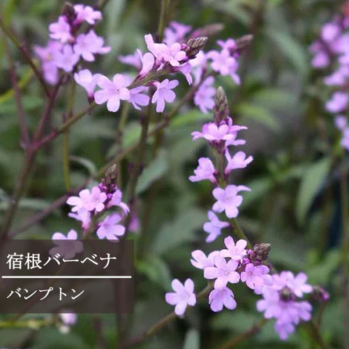 楽天市場 宿根バーベナ バンプトン 3号ポット苗イングリッシュガーデン カラーリーフ ブロンズリーフ 花苗 多年草 宿根草 花みどりマーケット 楽天市場店