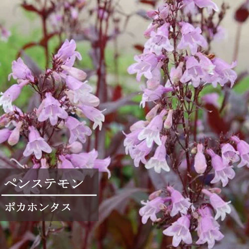 【単品 / 3個セット】ペンステモン ポカホンタス 3号ポット苗カラーリーフ イングリッシュガーデン 花苗 多年草 宿根草画像