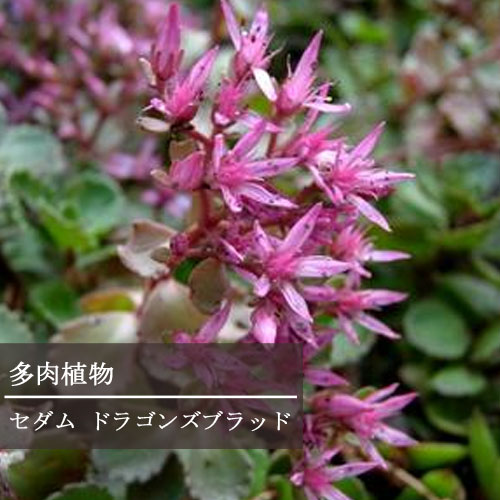 楽天市場】【6個セット】 セダム 品種おまかせ 2.5〜3号ポット 計6