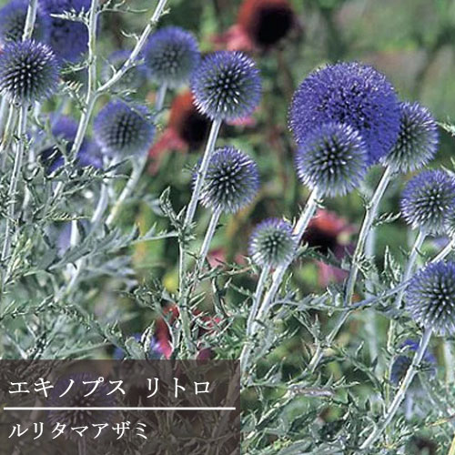 楽天市場】【単品 / 3個セット】セントーレア ギムノカルパ 2.5〜3号