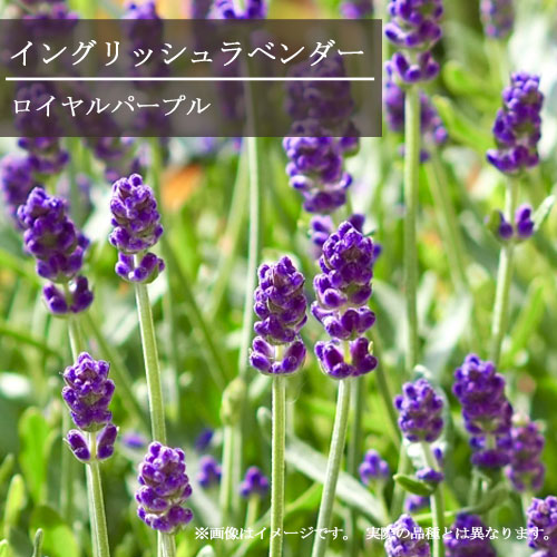 全品送料無料 フォーボストーム 宿根草 紫 ラベンダー ハーブ苗 ハーブ パープル 多年草 イングリッシュ系ロイヤルパープル 香り アンガスティフォーリア イングリッシュガーデン 花苗 耐寒 耐暑 ブルー 3号ポット苗ラベンダー ガーデニング 農業