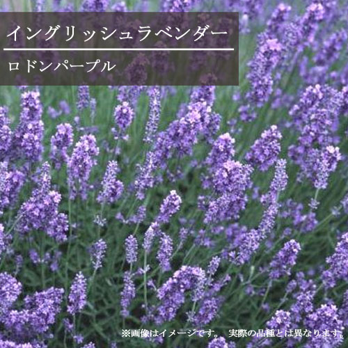 22 新作 ラベンダー イングリッシュ系ロドンブルー 3号ポット苗ラベンダー アンガスティフォーリア ハーブ イングリッシュガーデン ブルー パープル 香り 宿根草 耐寒 耐暑 花苗 ハーブ苗 多年草 Www Saintmarkschool Org
