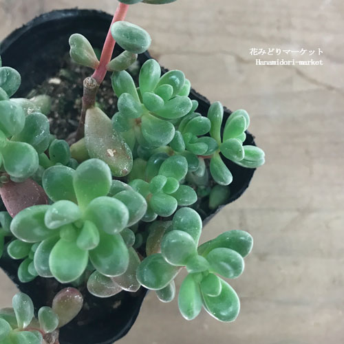 楽天市場】セダム サンスパークラーシリーズ 3号苗 : 千草園芸