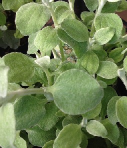 楽天市場 ヘリクリサム ペティオラレ シルバー 多年草 母の日 花 ガーデニング岐阜緑園