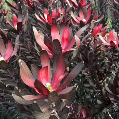 楽天市場】リューカデンドロン デビルズブラッシュ 5号ポット苗花木苗