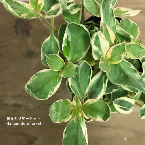 楽天市場】斑入り リシマキア トワイライト 2.5〜3号ポット苗 カラー