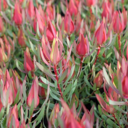 楽天市場】リューカデンドロン シックスティーンキャンドルズ Sixteen