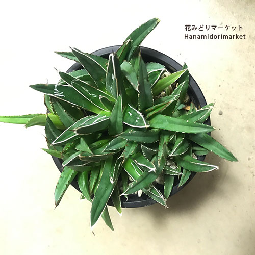 アガベ サルミアナ 中株 50cm強 抜き苗発送 観葉植物 ドライガーデン imgrc0072325594.jpg