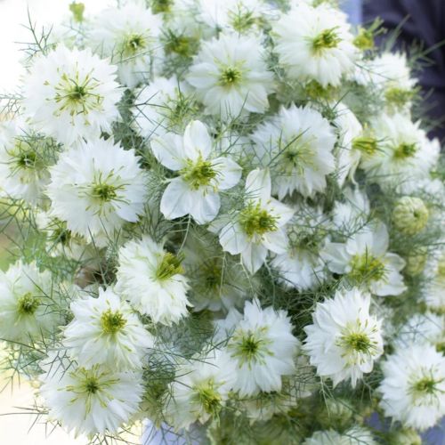 楽天市場】【単品 / 3個セット】ダリア 大輪 黒蝶（ こくちょう ）3