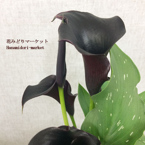 楽天市場 カラー キャプテンベレッタ 4号ポット 開花株鉢花 球根 花みどりマーケット 楽天市場店