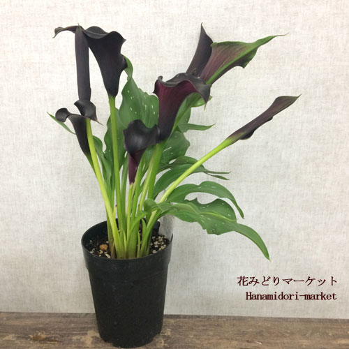 楽天市場 カラー キャプテンベレッタ 4号ポット 開花株鉢花 球根 花みどりマーケット 楽天市場店
