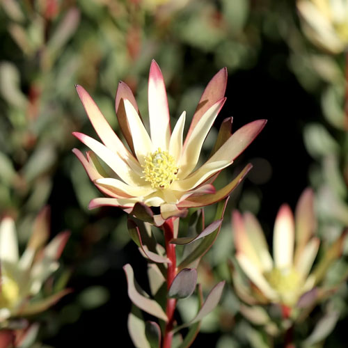 来シーズン用リューカデンドロン苗　ハーベスト 来シーズン用リューカデンドロン苗 ハーベスト