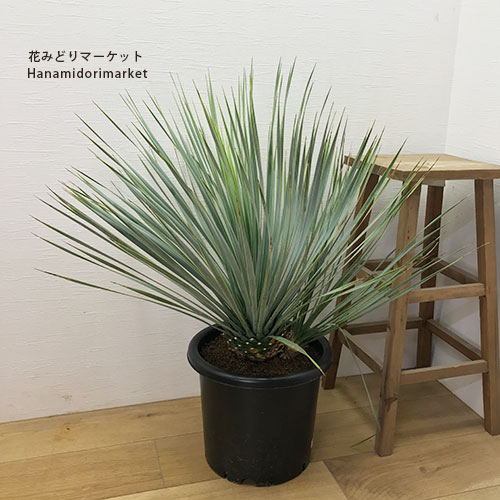 楽天市場】ユッカ フィラメントーサ ゴールデンソード 5号ポット苗観葉