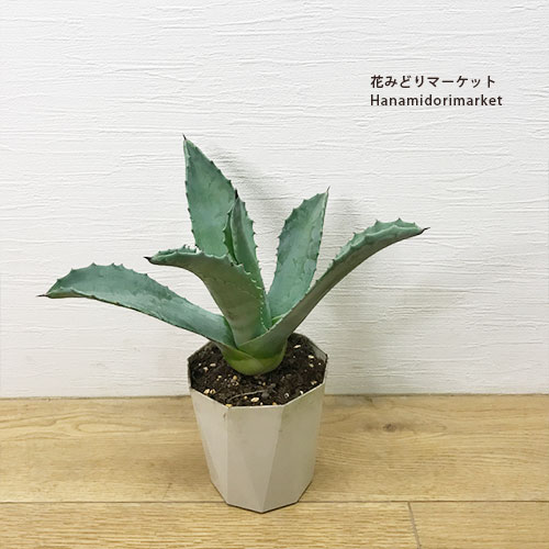 楽天市場】アガベ ケルチョベイ錦6号ポット(agave kerchovei