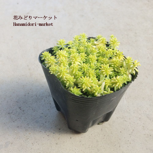 楽天市場 セダム ミモザ 3号ポット苗 多肉植物 グランドカバー 多年草 花苗 花みどりマーケット 楽天市場店