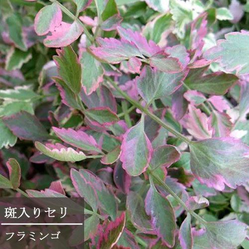 楽天市場】【単品 / 3個セット】斑入りヨモギアルテミシア ブルガリス3