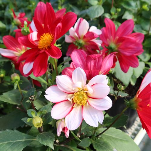 楽天市場】予約販売 ダリア 苗 銅葉ぷちダリア ピンクバード 10.5cm