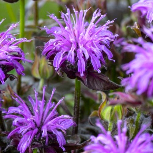 【大輪】【八重咲き】ダリア　黒蝶　4号ポット苗《10/2》❷ 楽天市場】【単品 / 3個セット】ダリア 大輪 黒蝶（ こくちょう ）3