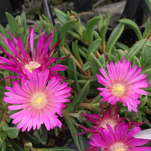 デロスペルマ 砂漠の宝石 カット苗 オレンジ & ピンク デロスペルマ 砂漠の宝石 カット苗 オレンジ & ピンク 砂漠の