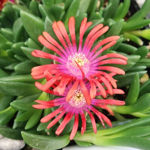 デロスペルマ 砂漠の宝石 カット苗 オレンジ & ピンク 楽天市場】四季咲きマツバギク(デロスペルマ) 砂漠の宝石