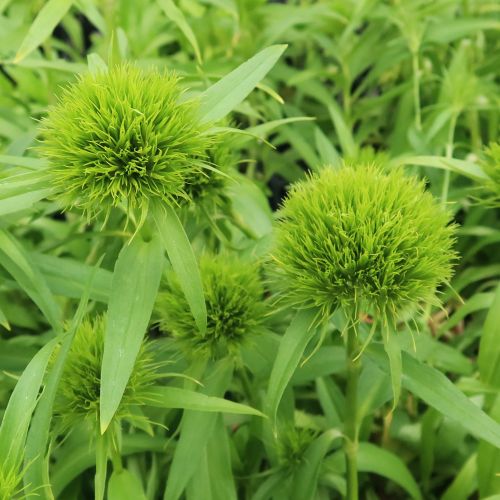 ドライフラワー ラグラスオバタス ラグラス オバタスドライフラワー70本 - メルカリ