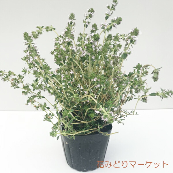 楽天市場 ハーブ タイム オレンジタイム 3号ポット苗 花みどりマーケット 楽天市場店