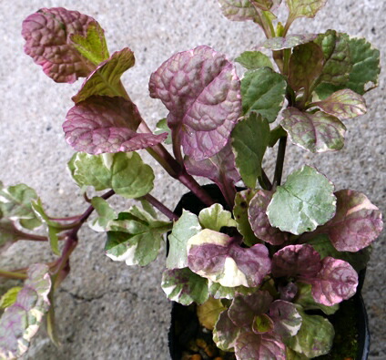 楽天市場 アジュガ ピンクライトニング 3号ポット苗イングリッシュガーデン グランドカバー ピンク 珍しい 耐寒性 日陰 シェードガーデン カラーリーフ 寄せ植え 花苗 多年草 宿根草 花みどりマーケット 楽天市場店