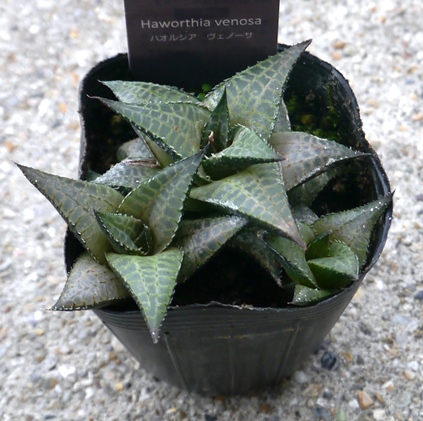 楽天市場】アガベ ベネズエラ 6号ポット インテリアグリーン 多肉植物