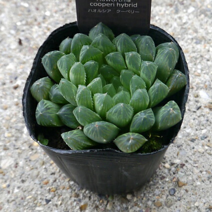 楽天市場 多肉植物 ハオルチア ハオルシア クーペリー 2 5号ポット苗 花みどりマーケット 楽天市場店