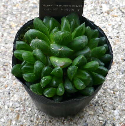 楽天市場 多肉植物 Caハオルチア シンビフォルミス 花時計 多肉植物 ハオルチア 1126 08 現品販売 10 5cmポット フラワーネット 日本花 キ流通