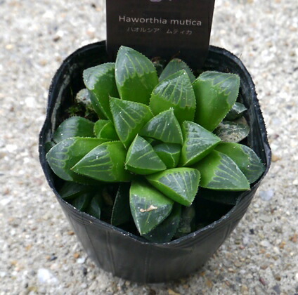 楽天市場】アガベ ベネズエラ 6号ポット インテリアグリーン 多肉植物