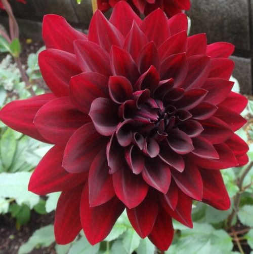 楽天市場】予約販売 ダリア 苗 銅葉ぷちダリア さくらパール 10.5cm