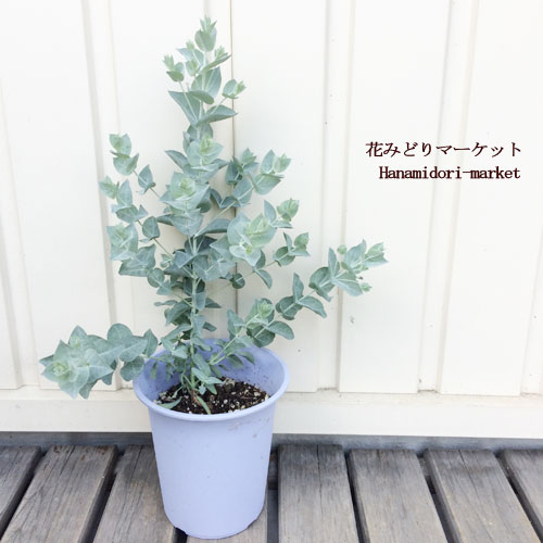 楽天市場 ユーカリ アルビダ 4号ポット苗 花みどりマーケット 楽天市場店 楽天市場 ユーカリ アルビダ 4号ポット苗 花みどりマーケット 楽天市場店