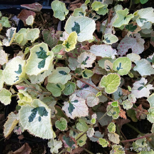 楽天市場 冬イチゴ 雪鏡 ルブス ブエルゲリ 3 5号ポット苗 グランドカバー おしゃれ つる性 イングリッシュガーデン カラーリーフ ベランダ 庭木 多年草 宿根草 花みどりマーケット 楽天市場店