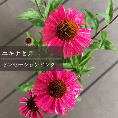 エキナセア センセーションピンク 3号ポット苗 イングリッシュガーデン ピンク 切り花 多年草 宿根草 花苗 黒軸 売れ筋アイテムラン 3号ポット苗