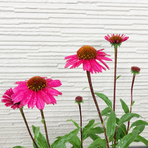 エキナセア センセーションピンク 3号ポット苗 イングリッシュガーデン ピンク 切り花 多年草 宿根草 花苗 黒軸 売れ筋アイテムラン 3号ポット苗