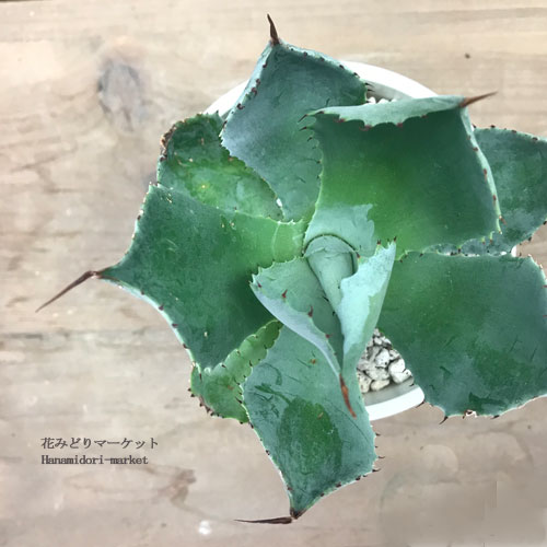 楽天市場】アガベ サルミアナ 3.5号ポットジャイアントアガベ