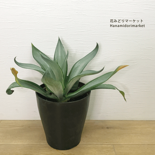 楽天市場】アガベ ブルーグロー リュウゼツラン ロックガーデン ドライ