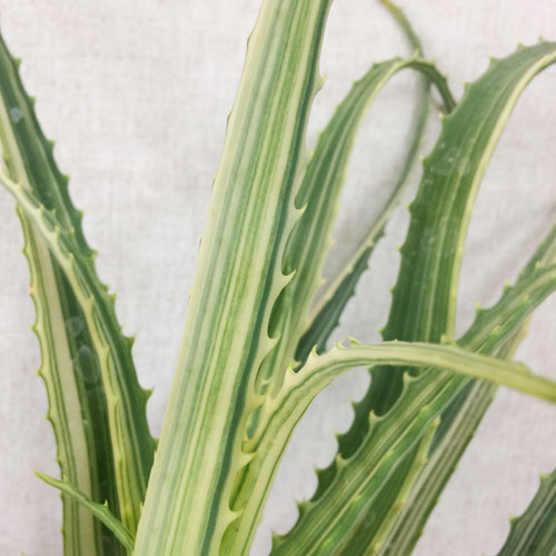 すべての美しい花の画像 ユニーク医者 いら ず 植物