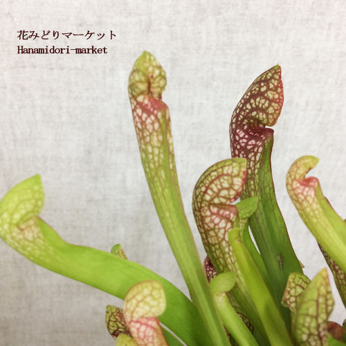 楽天市場 食虫植物 サラセニア スカーレットベル 4号ポット苗 花みどりマーケット 楽天市場店