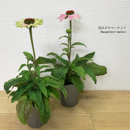 エキナセア 一重咲き プレーリーブレイズ 3 3 5号ポット苗イングリッシュガーデン ヴィンテージライム エキナセア 一重咲き プレーリーブレイズ 3 3 5号ポット苗イングリッシュガーデン ヴィンテージライム