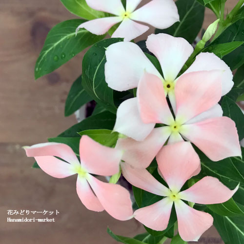 ビンカ ニチニチソウ さくらミルク 3 5号ポット苗日々草 ピンク