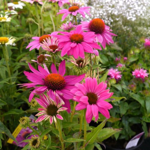 楽天市場】【単品 / 3個セット】パンパスグラス ロセア（ピンク） 3.5