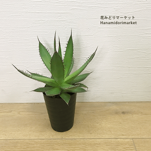 楽天市場】アガベ 笹の雪（ビクトリア レジーナ）3.5号ポット多肉植物