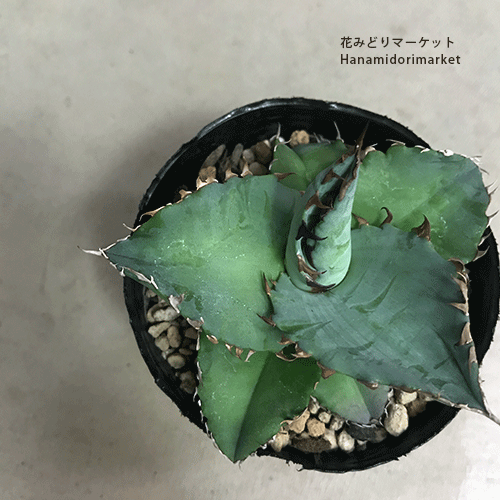 アガベ　実生　30種セット　人気　激レア　多肉　観葉植物　ドライガーデン　即完売 🌱 いよいよ春です！ ドライガーデンアガベが入荷しました