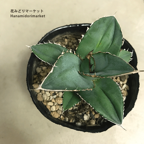 楽天市場】アガベ ジェスブレイティ 3～3.5号ポット多肉植物