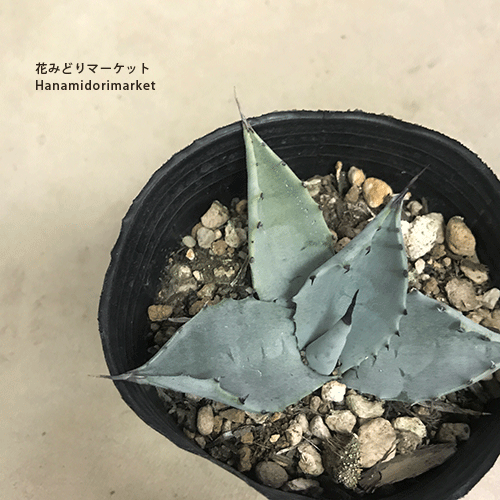 アガベ　実生　30種セット　人気　激レア　多肉　観葉植物　ドライガーデン　即完売 🌱 いよいよ春です！ ドライガーデンアガベが入荷しました