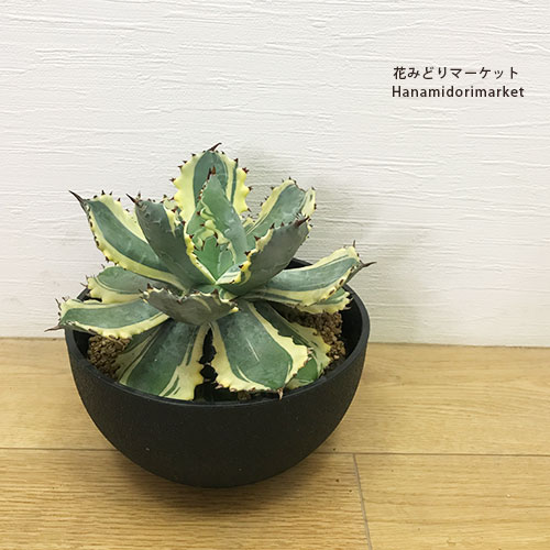 【送料無料】【同梱不可】 アガベ イシスメンシス 兜蟹錦（カブトガニニシキ） 7号ポット (agave isthmensis variegated) 多肉植物 ドライガーデン 大型 耐寒性 インテリアグリーン